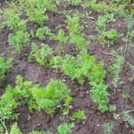 Kaj se zgodi, če korenček posadite v kavo: nepričakovana zveza, ki jo bo cenila vsaka korenovka kaj-se-zgodi-ce-korencek-posadite-v-kavo-nepricakovana-zveza.jpg