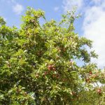 Kaj se zgodi, ko odrežeš lubje stare jablane: nadzorovan stres za pomlajevanje kaj-se-zgodi-ko-odrezes-lubje-stare-jablane-nadzorovan-stres.jpg