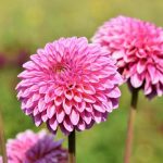 Zakaj dalije potrebujejo "obešanko za obleko": kako z eno preprosto manipulacijo ustvarimo grm z vodnjakom zakaj-dalije-potrebujejo-obesanko-za-obleko-kako-z-eno-preprosto.jpg