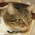 Zakaj se vaša mačka tretjino življenja liže: skrivnost, o kateri veterinarji molčijo zakaj-se-vasa-macka-tretjino-zivljenja-lize-skrivnost-o-kateri.jpg