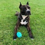 Zakaj vam pes nosi svojo staro žogo: skriti pomen pasjih "daril" zakaj-vam-pes-nosi-svojo-staro-zogo-skriti-pomen-pasjih.jpg